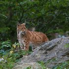 Luchs