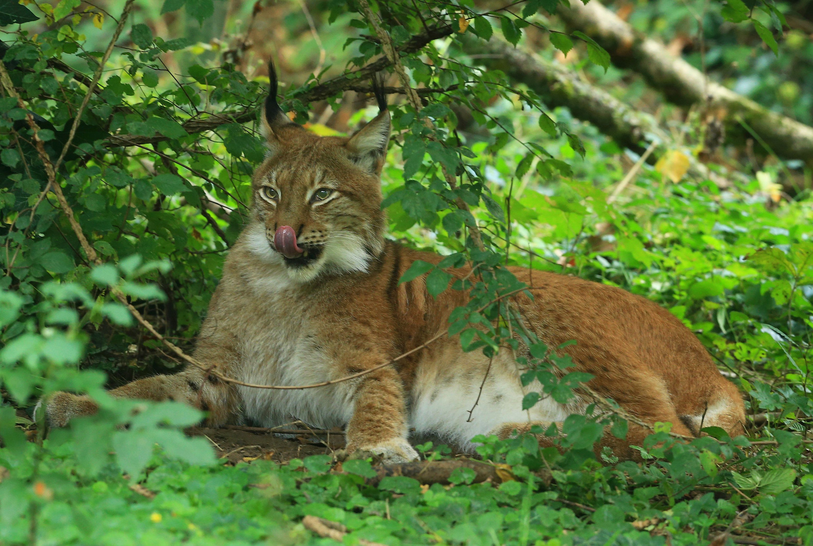 Luchs