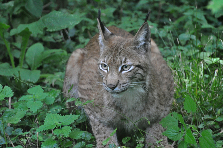 Luchs.