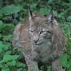 Luchs.