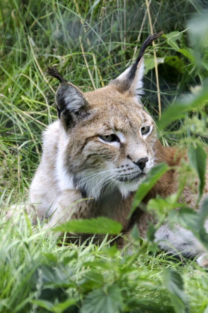 Luchs