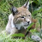 Luchs