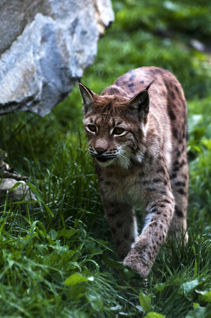 Luchs