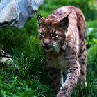 Luchs