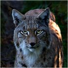 Luchs