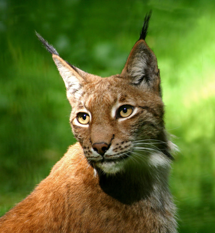 Luchs