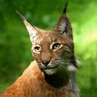 Luchs