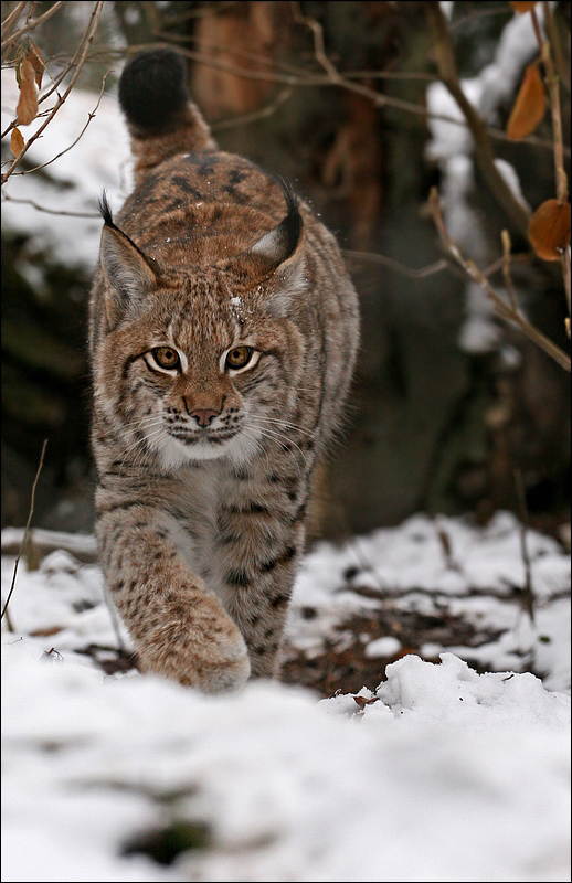 Luchs