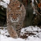 Luchs