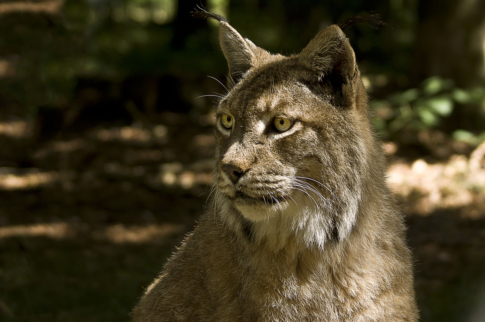 Luchs