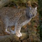 Luchs