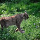 Luchs