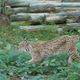 Luchs