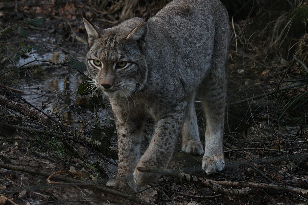 Luchs (5)