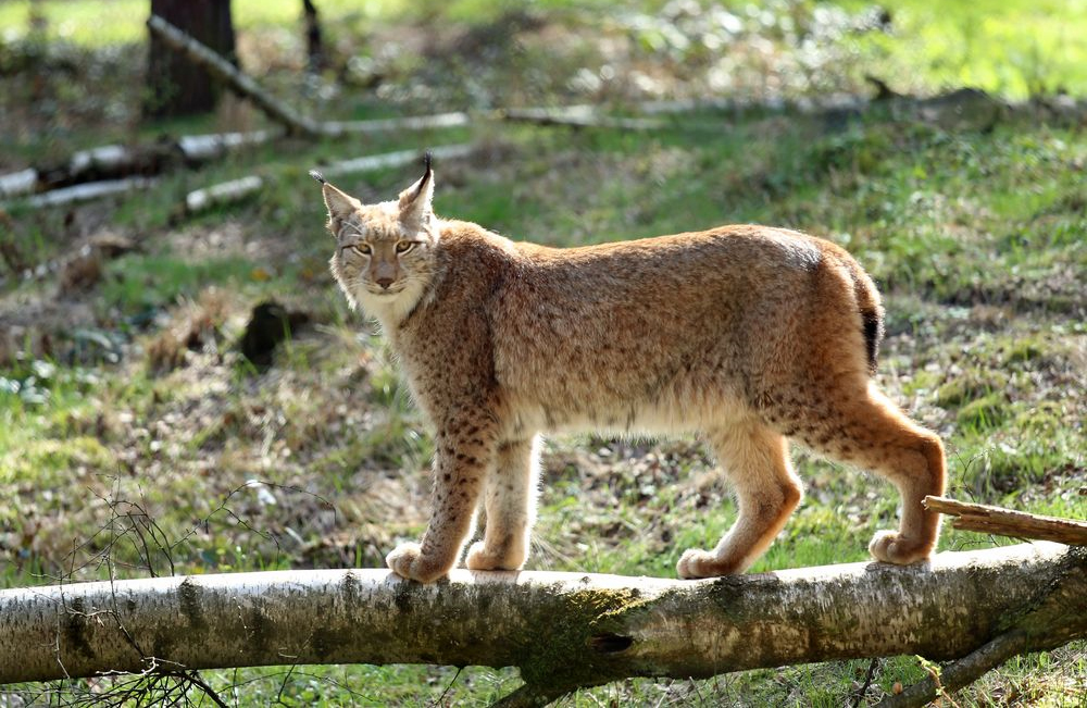 Luchs -5- Balance