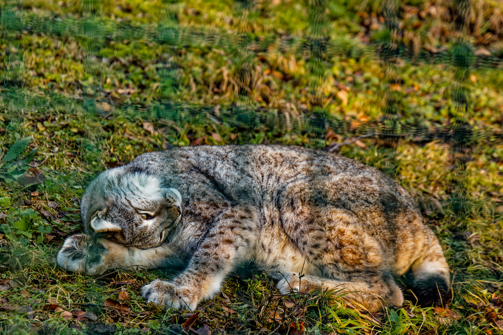 Luchs 5 von 5