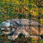 Luchs 5 von 5