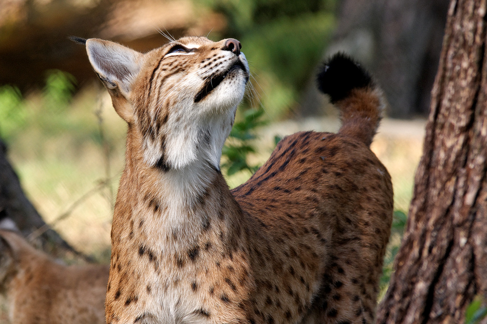 Luchs