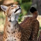 Luchs