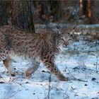 Luchs