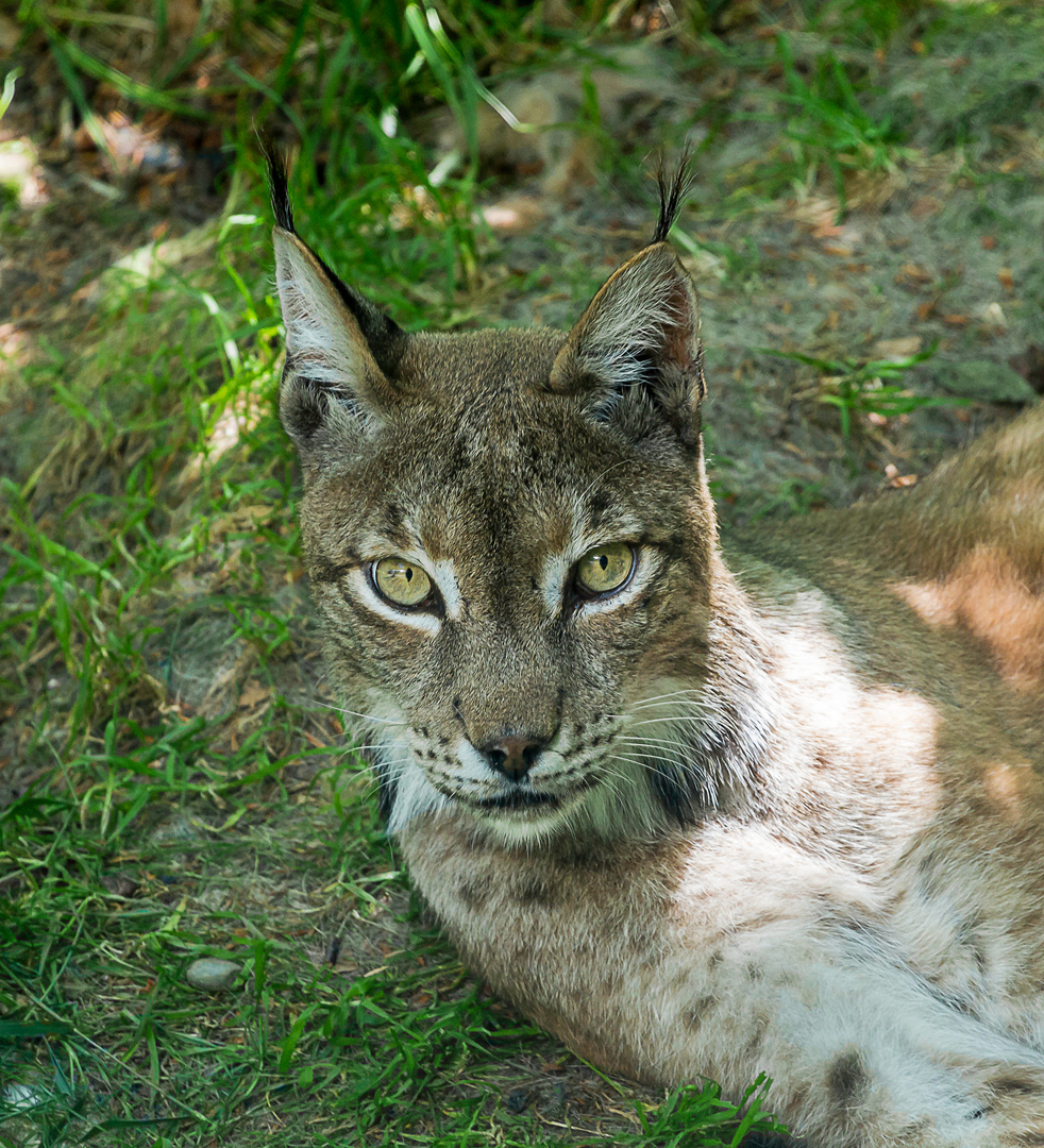 Luchs