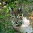 Luchs