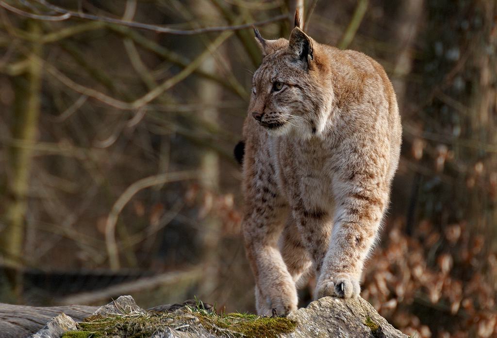 Luchs