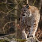 Luchs