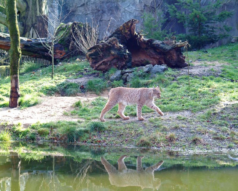 Luchs