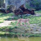 Luchs