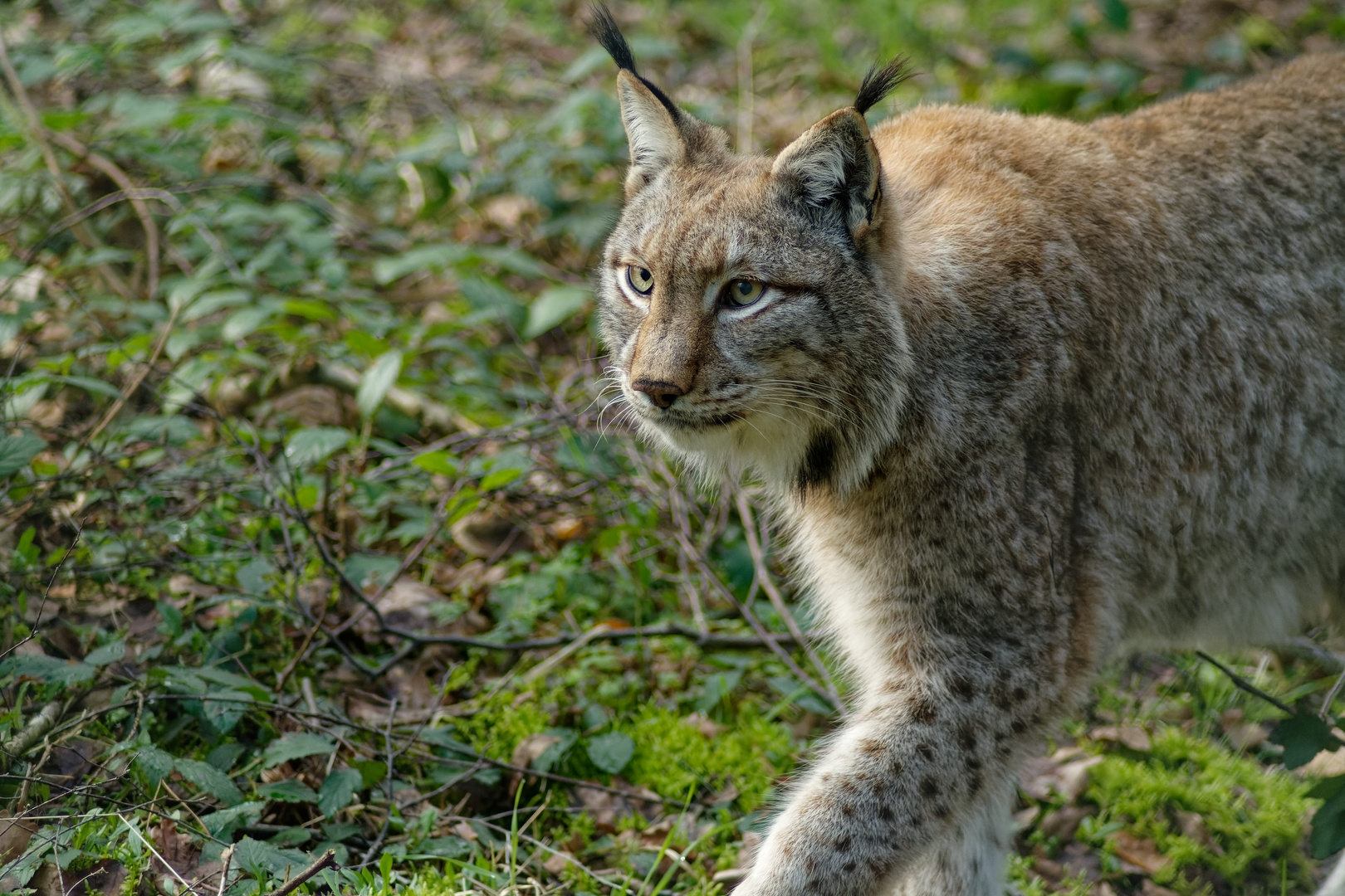 Luchs 