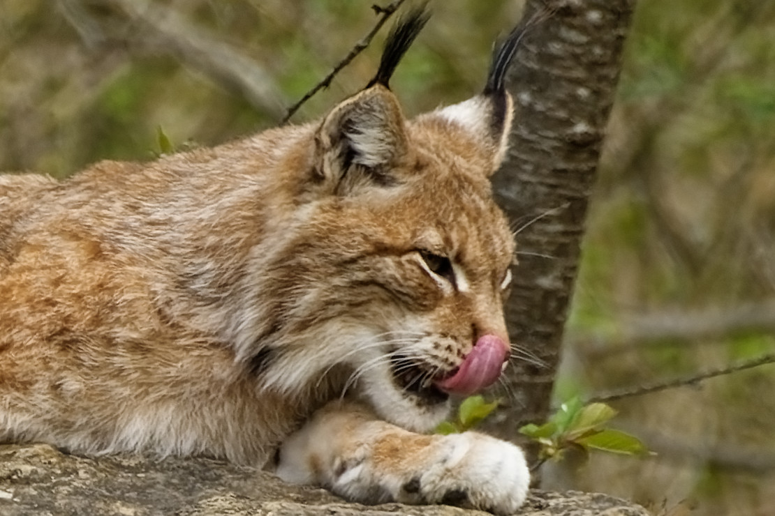 Luchs