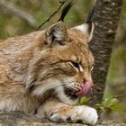 Luchs