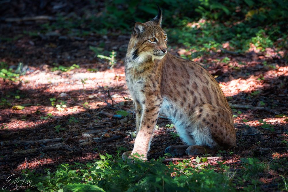 Luchs