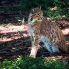 Luchs