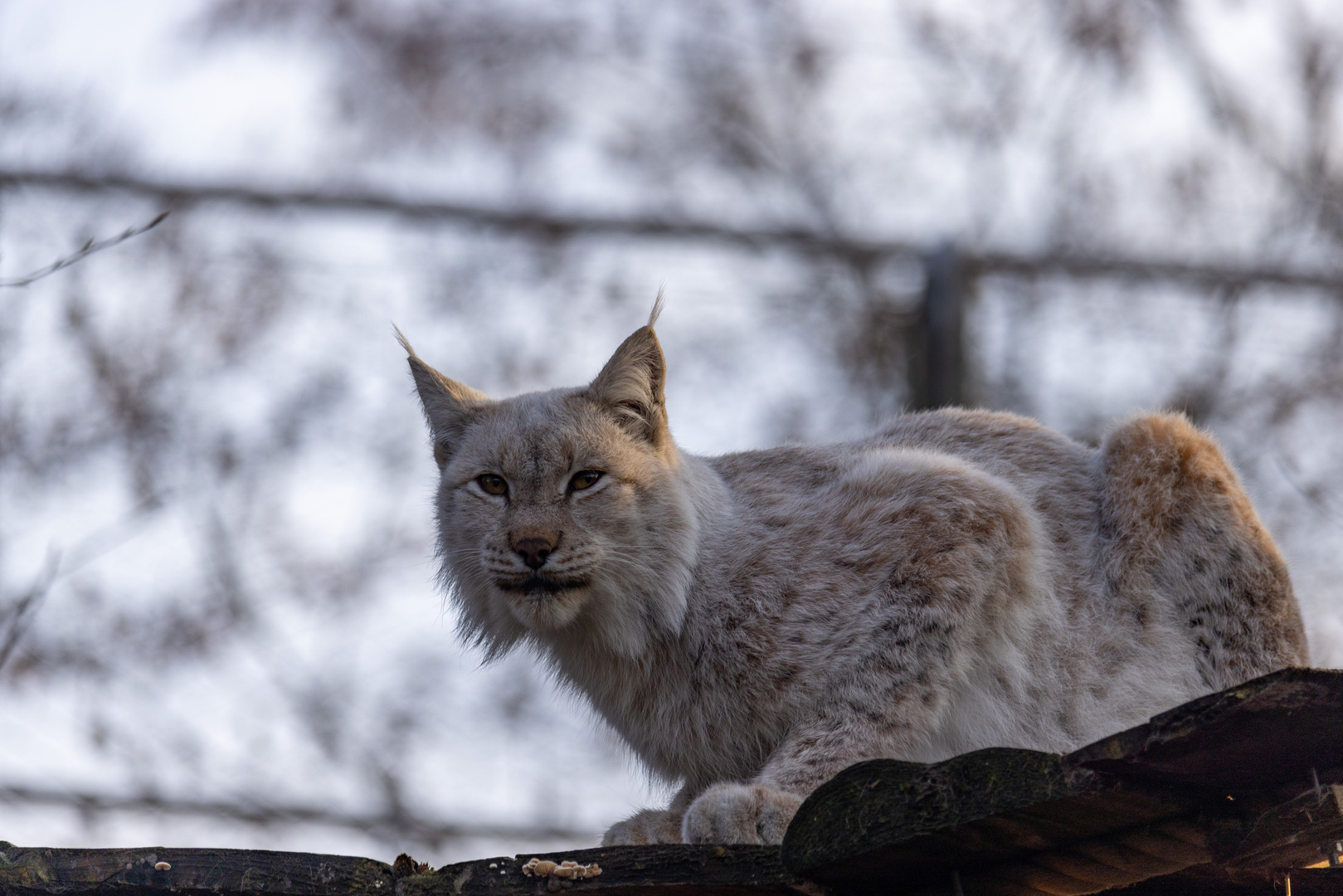 Luchs