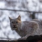 Luchs