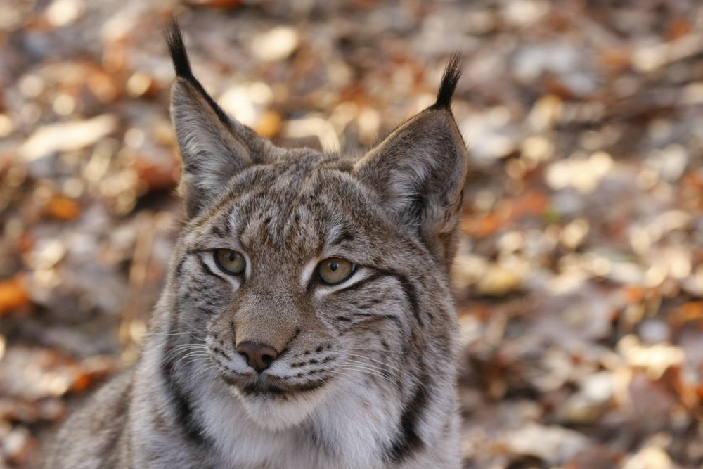 Luchs