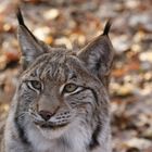 Luchs