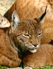 Luchs