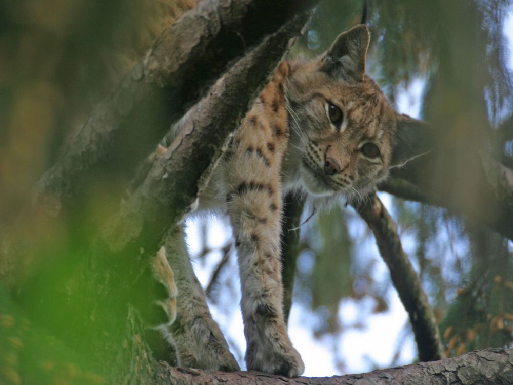 Luchs von Andi Moosbrugger 