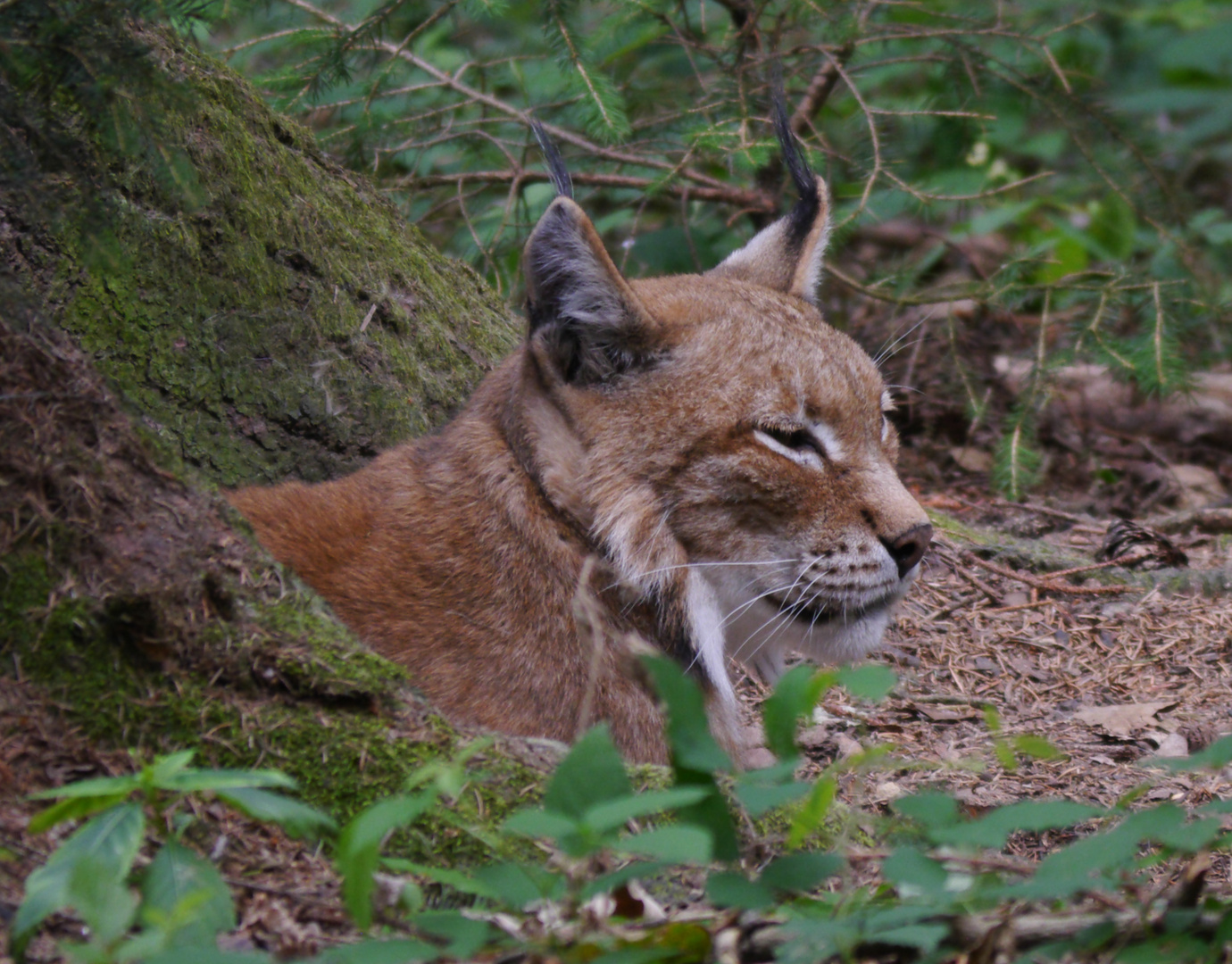 luchs