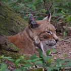 luchs