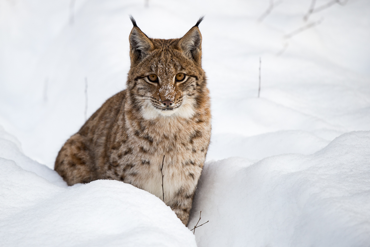 Luchs