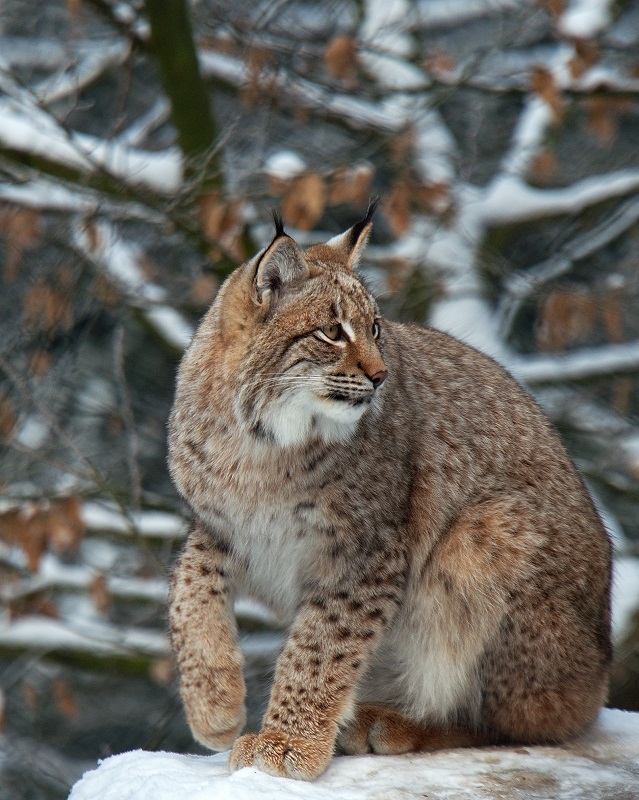 Luchs