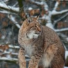 Luchs