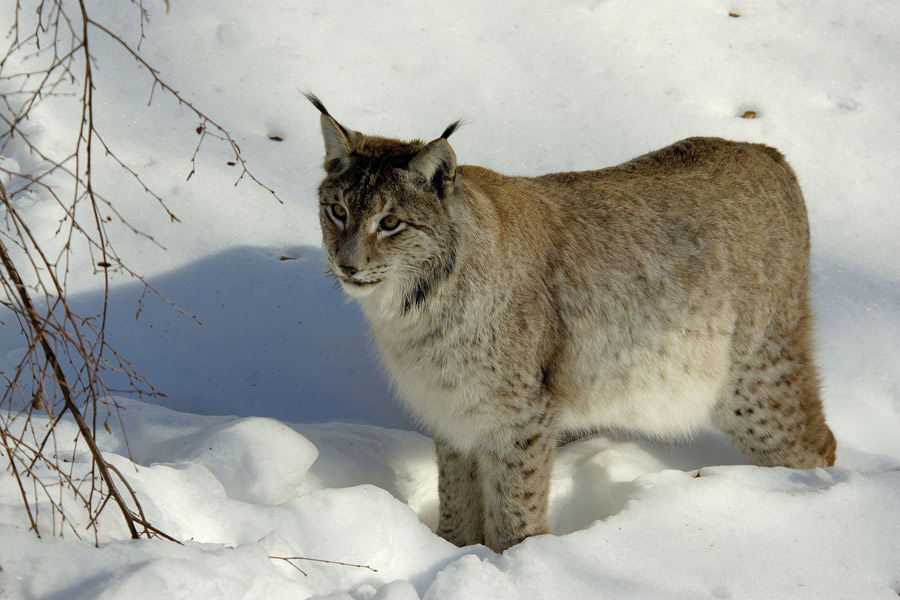 Luchs