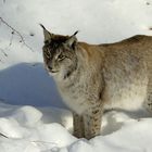 Luchs