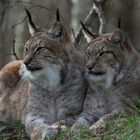 Luchs