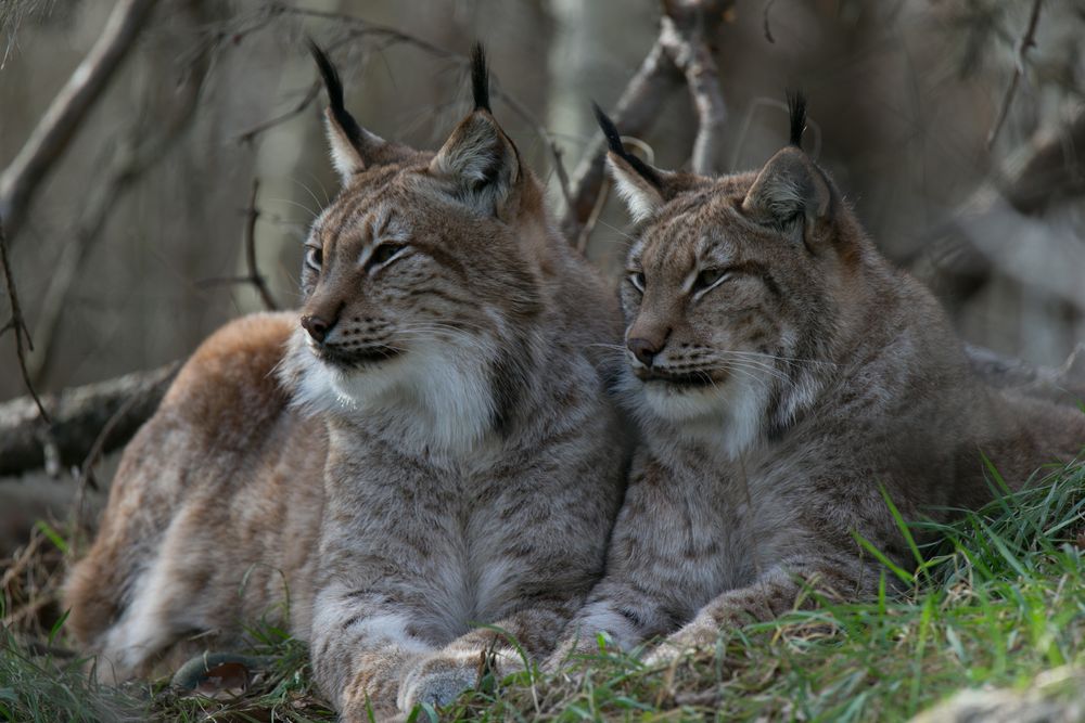 Luchs